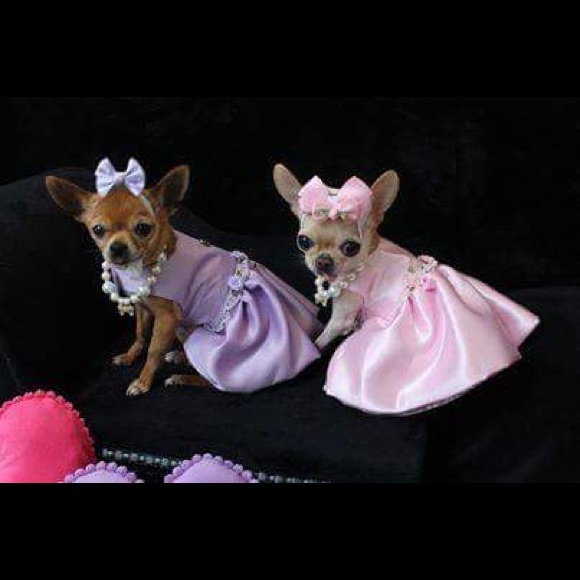 Meet your Posher, Victoria - Picture 7 of 7